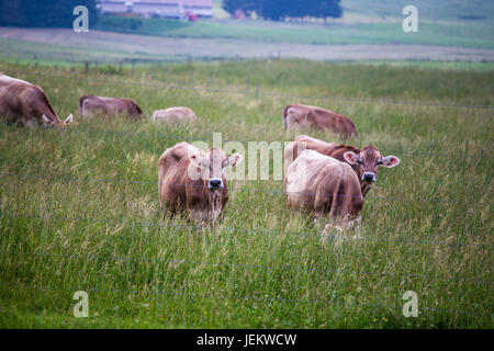 Kühe (Schweizer Braunvieh Zucht) steht auf einer grünen Wiese mit anderen Kühen im Hintergrund hinter einem Drahtzaun. Stockfoto