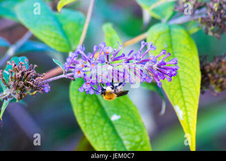 Eine kleine Honigbiene auf einer Flieder und lila Blume. Stockfoto