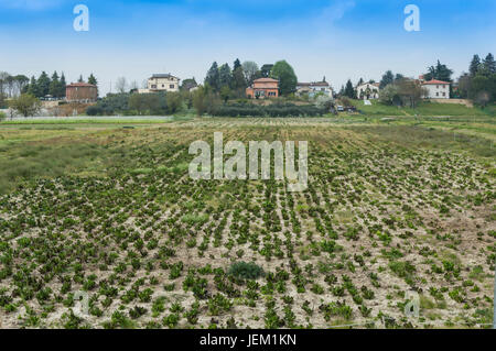 Struktur eines kultivierten Feldes nach Passage von Traktoren und Aussaat Stockfoto