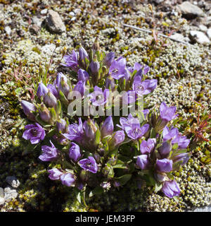 Alpenblume, Gentianella Germanica, Chiltern Enzian. Aostatal, Italien Stockfoto