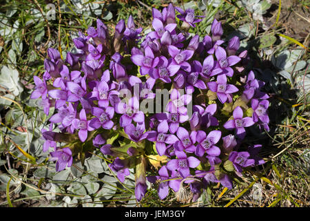Alpenblume, Gentianella Campestris Feld-Enzian. Aostatal, Italien Stockfoto