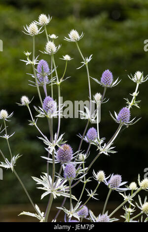 Blaue Blütenköpfe der weißen bunte Meer Holly, Eryngium "Jade Frost" Stockfoto