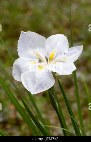 Unbenannte blass blauen Form der japanischen Wasser Iris, Iris ensata Stockfoto