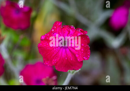 Rose Campion, bedeckt mit Regentropfen Stockfoto