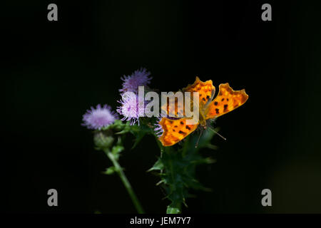 Weibliche Komma Schmetterling ruht in der Sonne auf die Blüte einer Distel Stockfoto