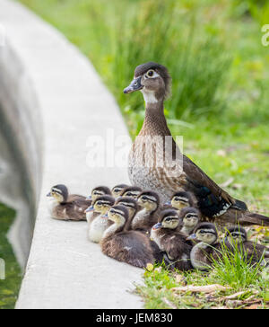 Eine Mutter sammelte Holz Ente mit ihren Küken am Rande der Ententeich in Assiniboine Park, Winnipeg, Manitoba, Kanada. Stockfoto