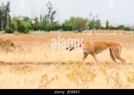 Englischer Greyhound Hund auf einem Spaziergang im Feld Stockfoto