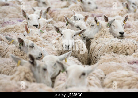 Ovis aries. Schafschar in einem Stift, der auf einer Landwirtschaftsausstellung auf Schur wartet. VEREINIGTES KÖNIGREICH Stockfoto