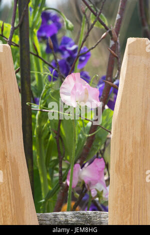 Platterbse man.  Sweet Pea Blumen wachsen gegen eine handgefertigte Holzzaun RHS Harlow Carr Gardens. Harrogate, England Stockfoto