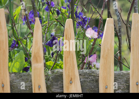 Platterbse man.  Sweet Pea Blumen wachsen gegen eine handgefertigte Holzzaun RHS Harlow Carr Gardens. Harrogate, England Stockfoto