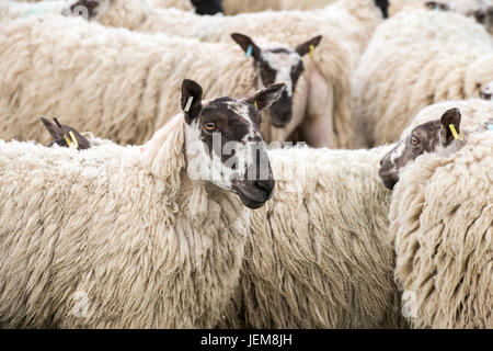 Welsh Mule Schafe auf einer landwirtschaftlichen Show. VEREINIGTES KÖNIGREICH Stockfoto