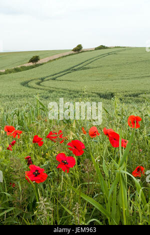 Mohn wachsen neben einem Weizenfeld in England Stockfoto