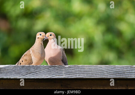 Paar Trauer Tauben (Zenaida Macroura) thront auf einem Zaun. Natürlichen grünen Hintergrund mit Textfreiraum. Stockfoto