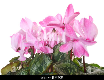 rosa Alpenveilchen vor weißem Hintergrund Stockfoto