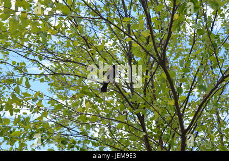 Rote geflügelte Amsel im Baum Stockfoto