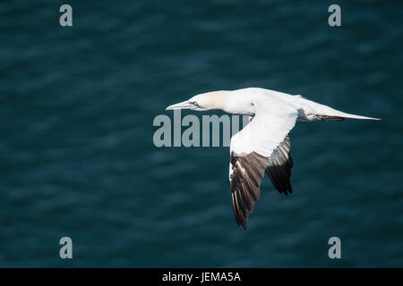 Erwachsenen Basstölpel, Morus Bassanus, fliegen in der Nähe von Bempton Cliffs, Yorkshire, England, Vereinigtes Königreich Stockfoto