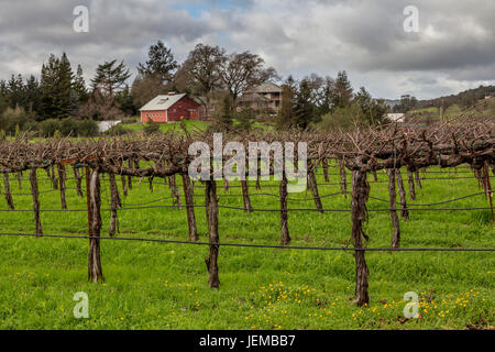 Traube Weingarten, Weinberg, Weinberge, gesehen von Hagafen Keller, Silverado Trail, Napa, Napa Valley, California, Vereinigte Staaten von Amerika Stockfoto