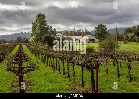Traube Weingarten, Weinberg, Weinberge, gesehen von Hagafen Keller, Silverado Trail, Napa, Napa Valley, California, Vereinigte Staaten von Amerika Stockfoto