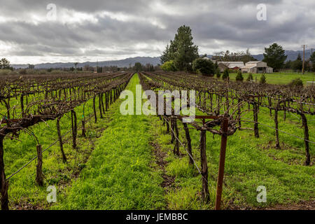 Traube Weingarten, Weinberg, Weinberge, gesehen von Hagafen Keller, Silverado Trail, Napa, Napa Valley, California, Vereinigte Staaten von Amerika Stockfoto
