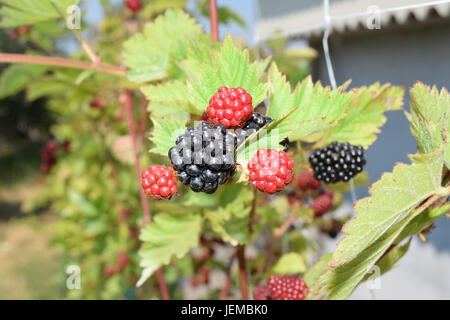 Brombeeren auf der Pflanze noch nicht reif Stockfoto