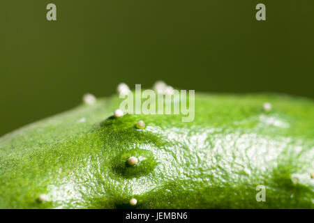 Kleine weiße Knoten oder Dornen auf Unebenheiten in der Haut ein Beizen Gurke. Stockfoto