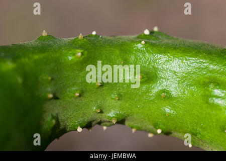 Kleine weiße Knoten oder Dornen auf Unebenheiten in der Haut ein Beizen Gurke. Stockfoto