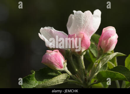 Schuss von Apfelblüten nach einem am frühen Morgen Regen, gegen ein verschwommenes, dunkelgrünen Hintergrund hautnah. Stockfoto