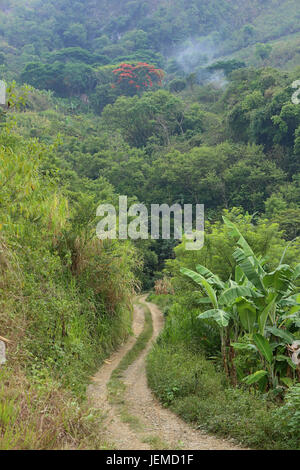 Jungle Track-Dschungel Straße in Guatemala Stockfoto