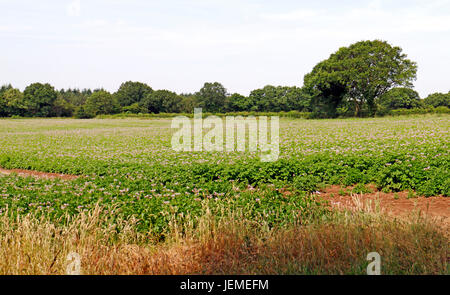 Eine Kartoffelernte in Blume auf der Norfolk-Land am Hevingham, Norfolk, England, Vereinigtes Königreich. Stockfoto