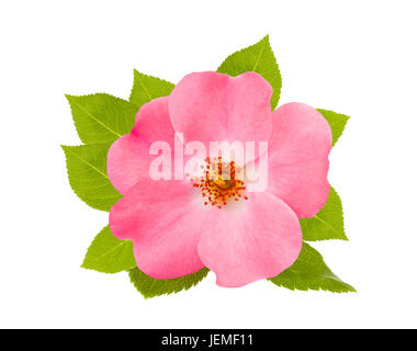 Hundsrose (Rosa Canina) isoliert auf weißem Hintergrund Stockfoto