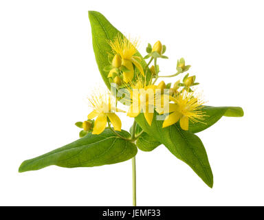 Das Johanniskraut isoliert auf weißem Hintergrund Stockfoto