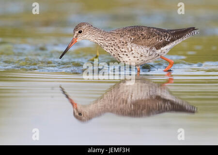 Rotschenkel (Tringa Totanus), Erwachsene zu Fuß in einem Teich Stockfoto