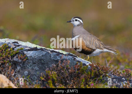 Eurasische Mornell (Charadrius Morinellus), Erwachsene Stading in seinen Lebensraum Stockfoto