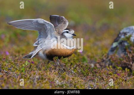 Eurasische Mornell (Charadrius Morinellus), Erwachsene Stading in seinen Lebensraum Stockfoto