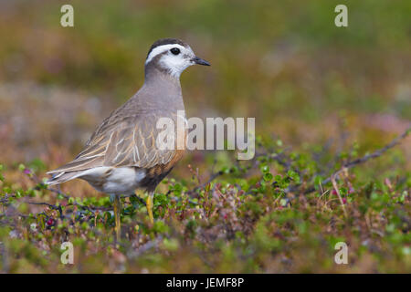 Eurasische Mornell (Charadrius Morinellus), Erwachsene Stading in seinen Lebensraum Stockfoto