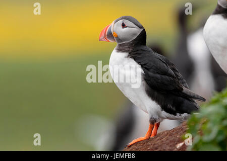 Papageitaucher (Fratercula Arctica), Erwachsene stehen auf dem Boden Stockfoto