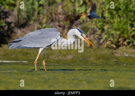 Graureiher (Ardea Cinerea), Erwachsene mit Gefangenen Frosch im Schnabel Stockfoto