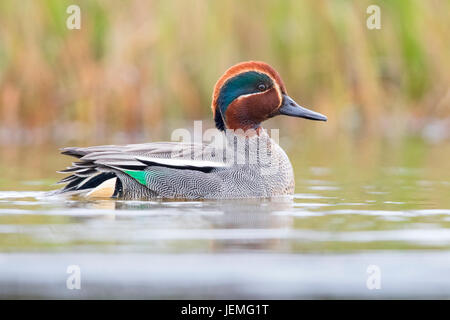 Eurasische Krickente (Anas Vogelarten), Männchen, die in einem Teich schwimmen Stockfoto