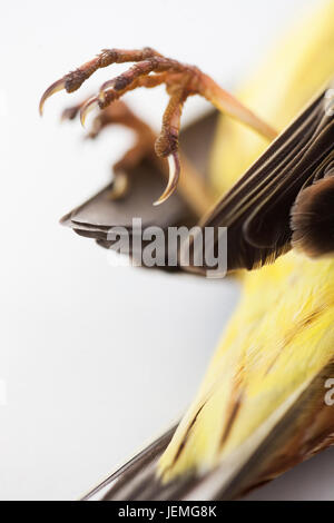 Nahaufnahme des toten Vogel Klauen Stockfoto