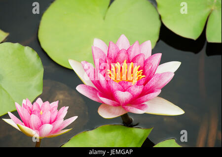 Seerose im Teich Stockfoto