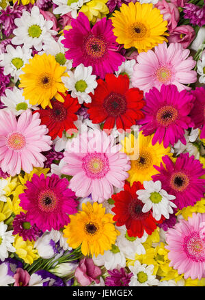 Gerbera und andere verschiedenen Blumen arrangiert als bunte natürlichen Hintergrund mit weißen, gelben, roten und rosa Blüten - flach legen Fotografie Stockfoto