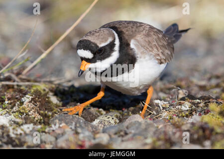 Flussregenpfeifer-Regenpfeifer (Charadrius Hiaticula Psammodromus), erwachsenes Weibchen auf dem Nest sitzen Stockfoto