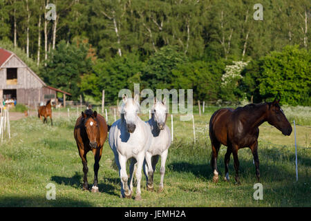 schöne Herde von Pferden im Hof, ländliche Landschaft Szene Stockfoto