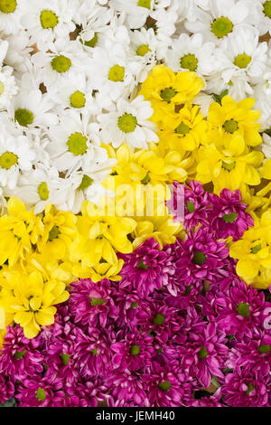 Chrysanthemeblumen arrangiert als bunte natürlichen Hintergrund mit weißen, gelben und violetten Blüten - flach legen Fotografie Stockfoto
