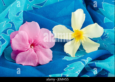 Oleander-Blumen auf blauem Hintergrund Stockfoto