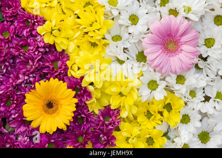 Yin Yang mit Chrysanthemen und Gerbera Blumen arrangiert als bunte natürlichen Hintergrund mit weißen, gelben und rosa Blüten - flach legen Foto Stockfoto