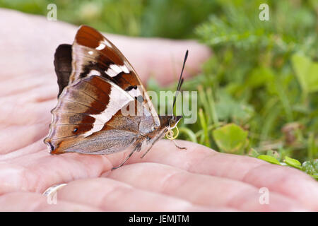 Brauner Schmetterling auf Seite Stockfoto