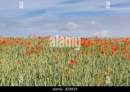 Papaver Rhoeas, Mohnfeld Stockfoto