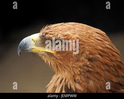 Profil von wilden gefangen Tawny Eagle (Aquila Rapax) in einer Falknerei in Oxfordshire, England UK Stockfoto