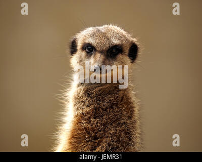 typische wachsamen Sentry Erdmännchen oder Suricate (Suricata Suricatta) halten Wache über den Clan in einer Falknerei in Oxfordshire, England UK Stockfoto